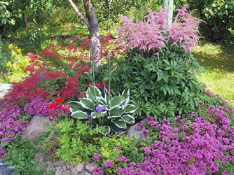 phlox subulé à la combinaison avec d'autres fleurs