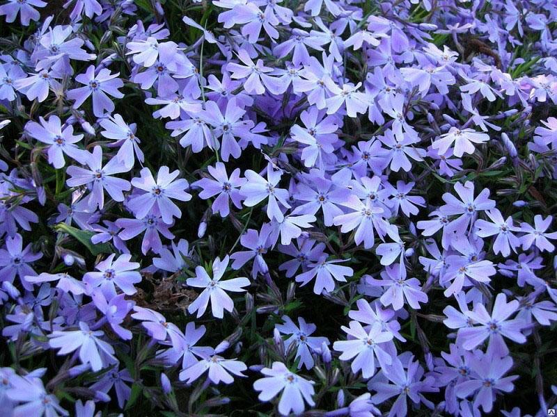 floración suave de phlox subulate