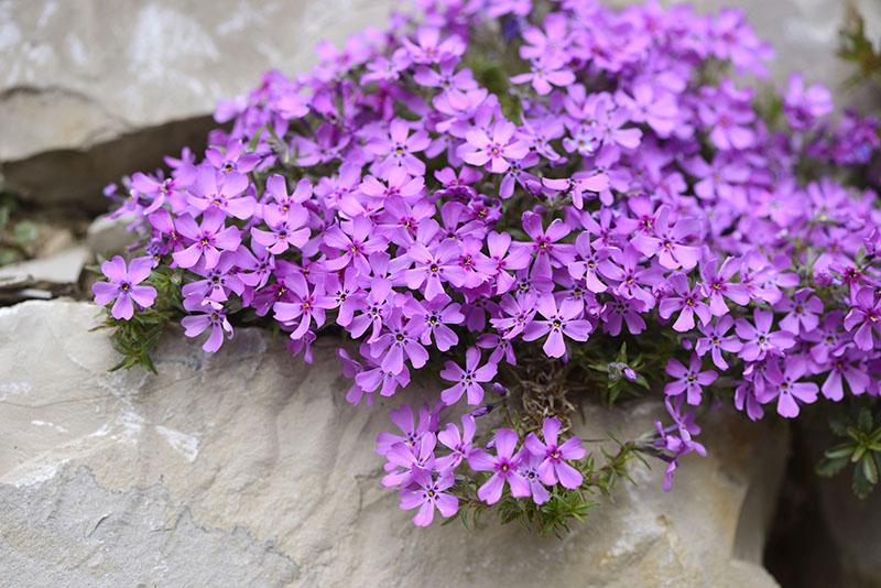 comment faire pousser du phlox subulé