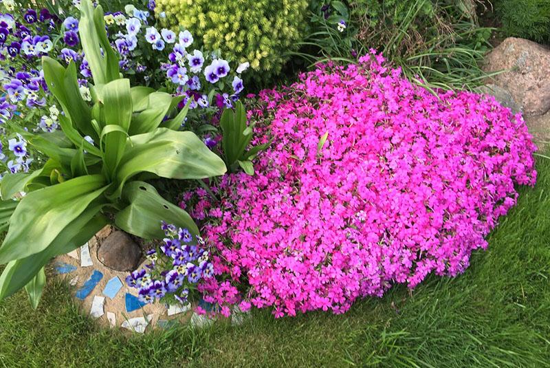 elegir un sitio de plantación de phlox