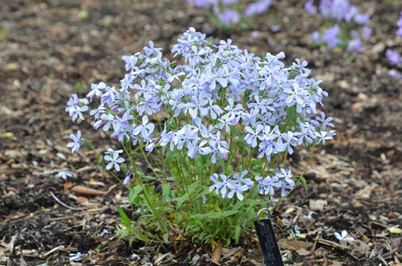 jeune buisson de phlox