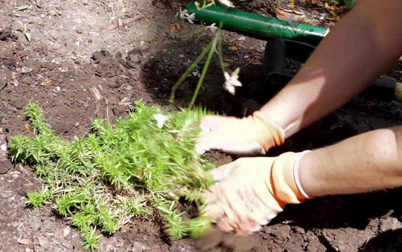 proceso de plantación de phlox