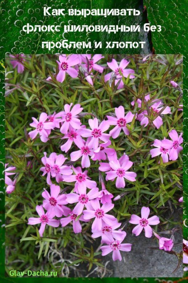 cómo crecer subulate phlox