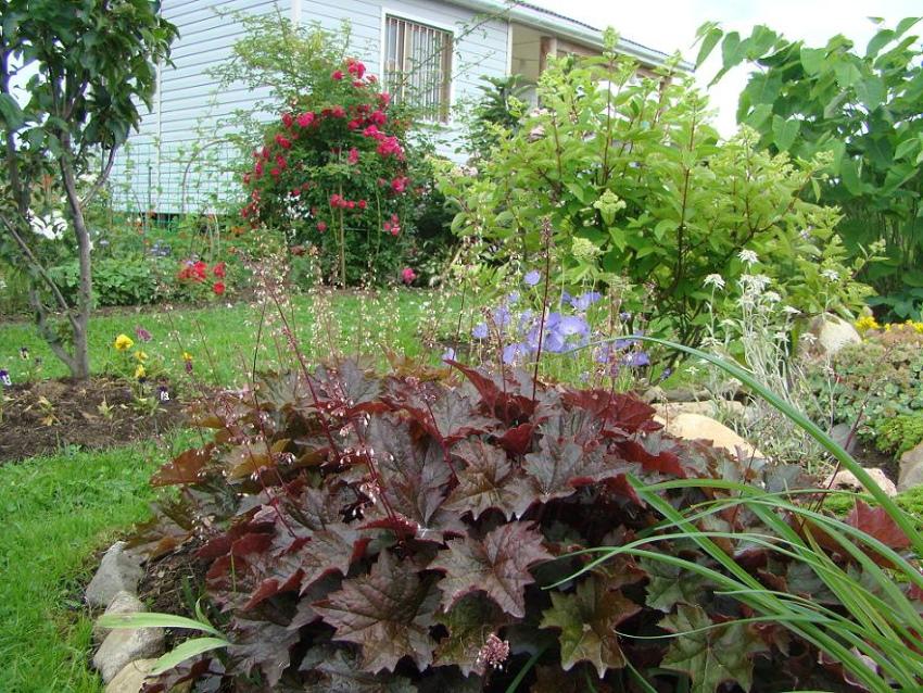 heuchera floreciente