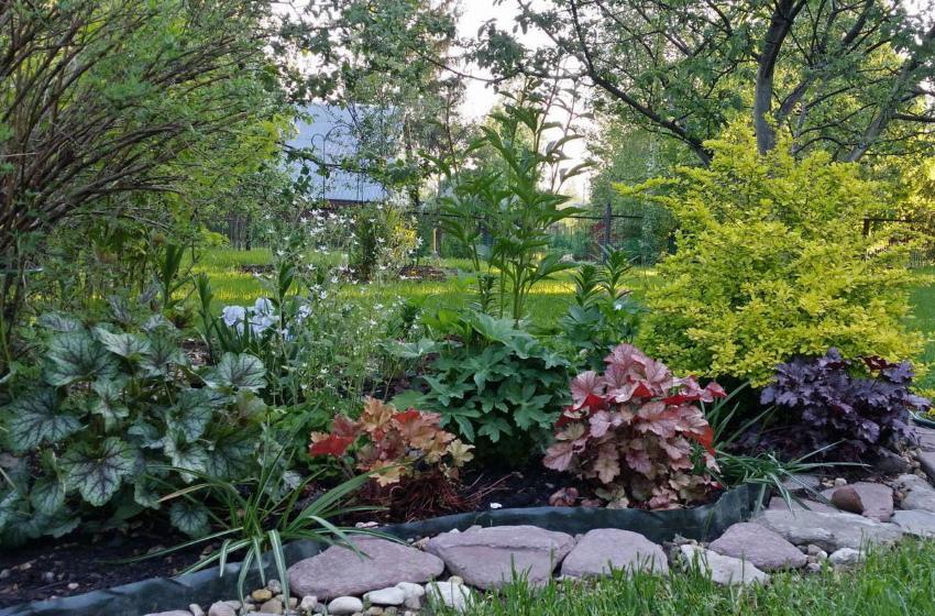 cómo cultivar heuchera en el jardín