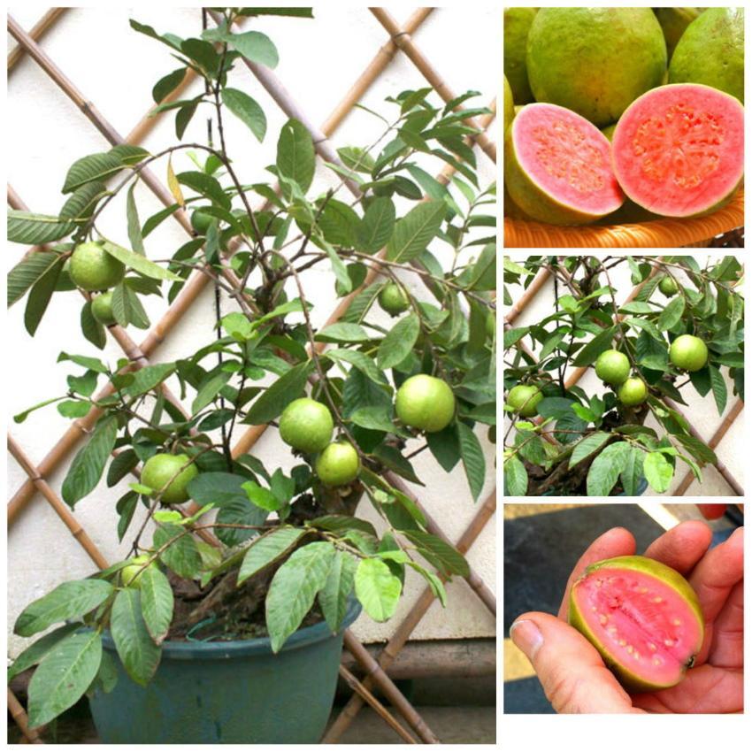 cómo cultivar guayaba en casa