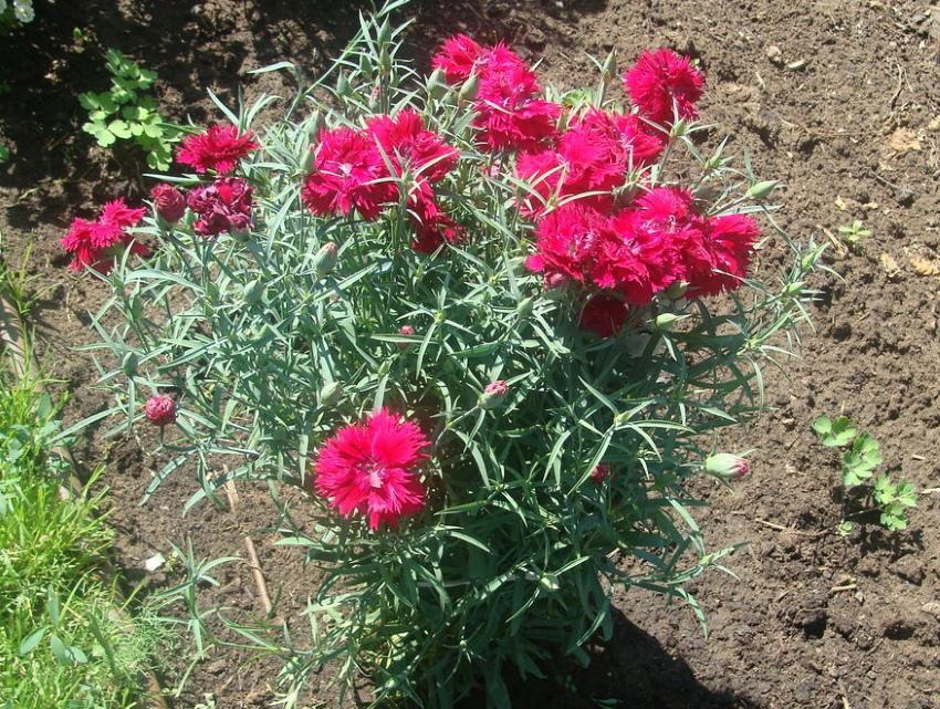 oeillet en fleurs
