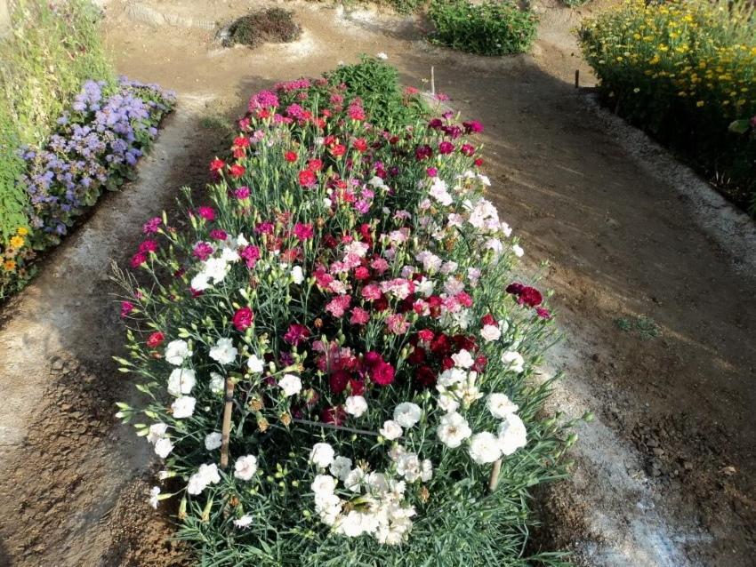 comment faire pousser des œillets shabo dans le jardin