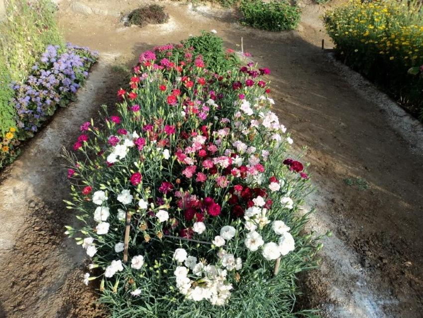 cómo cultivar claveles shabo en el jardín