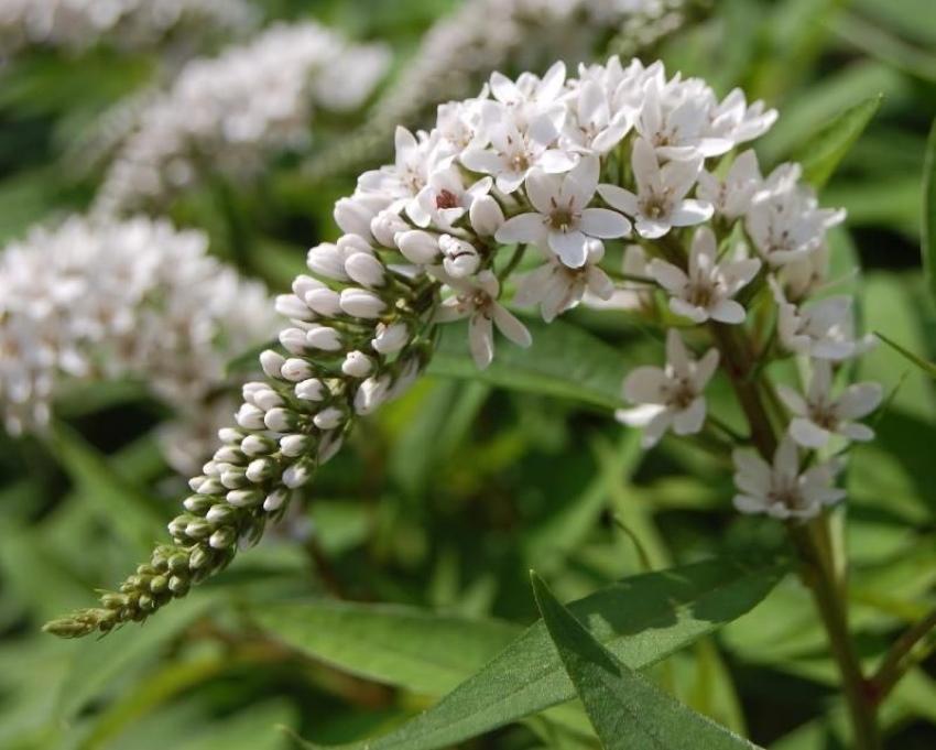 inflorescence de la salicaire