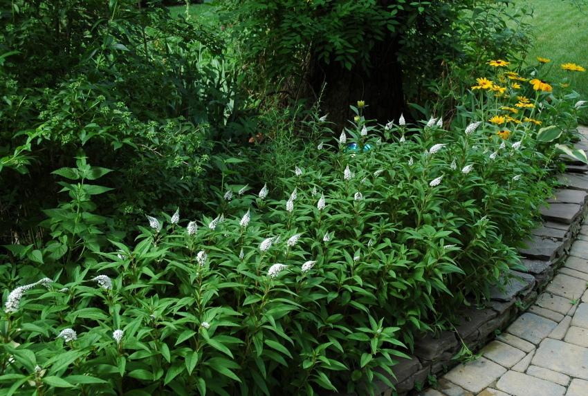 la salicaire dans le jardin