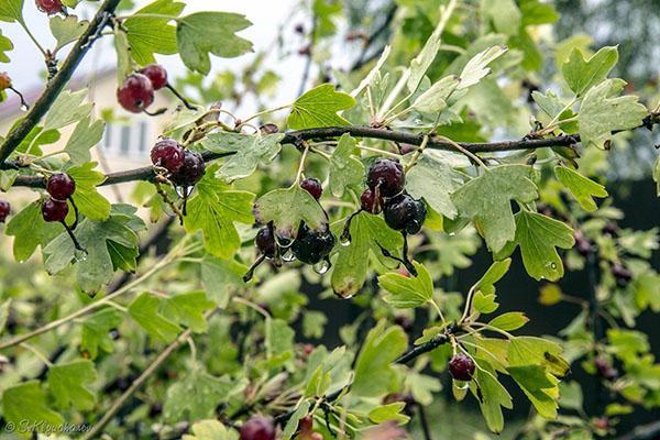 hojas caladas y frutos grandes