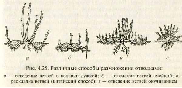 reproduction de yochta