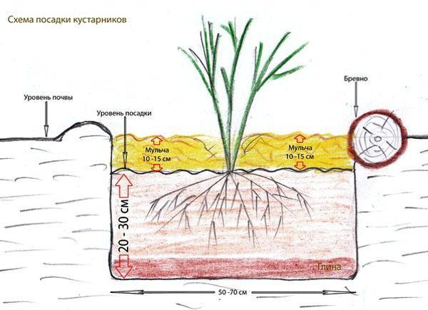 reglas de plantación de arbustos