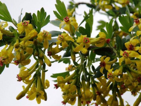 exuberante flor de yoshta