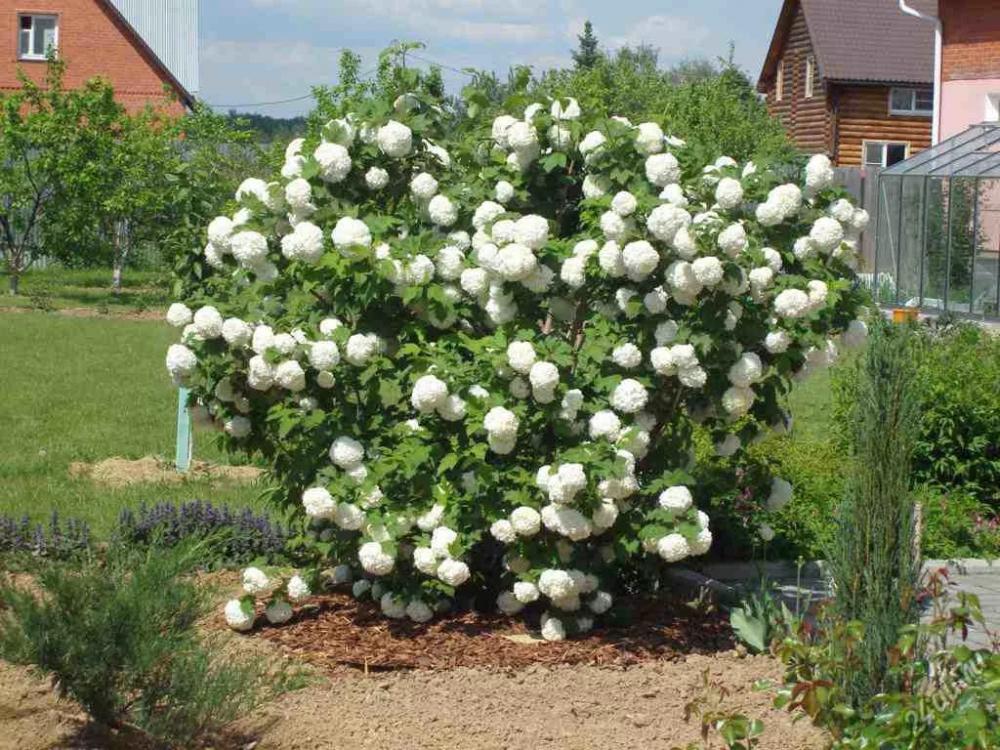 viburnum buldenezh