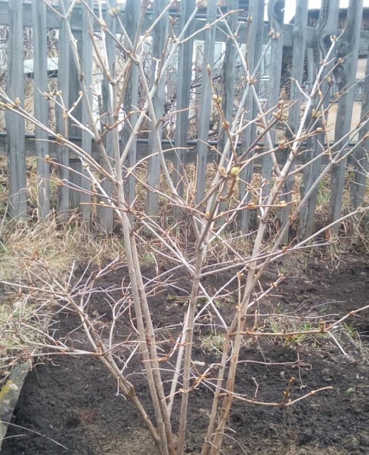 viburnum en primavera