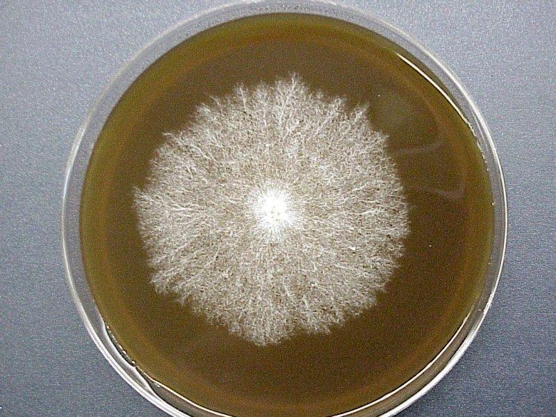 Mycélium sur gélose dans une boîte de Pétri