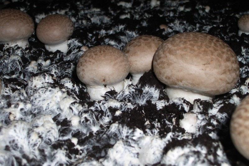 mycélium de champignon