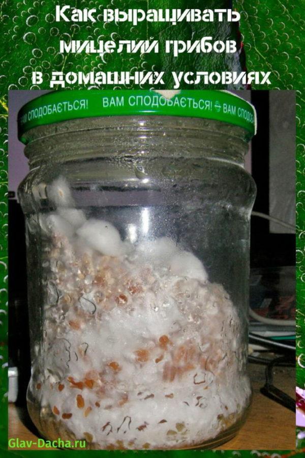 Comment faire pousser du mycélium de champignon à la maison