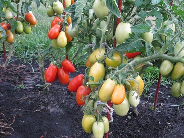 frutos elásticos densos