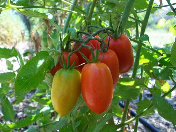 variedad de tomate maduro temprano