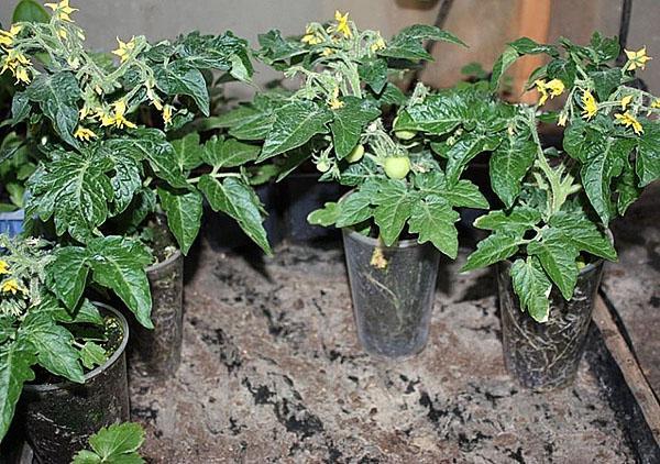 plántulas de canoas de tomate para plantar en el suelo