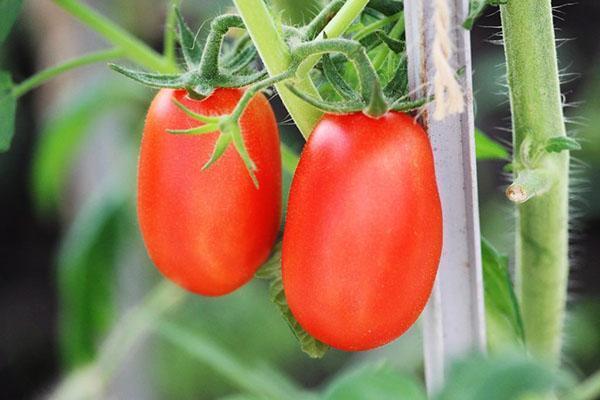 tomates navettes