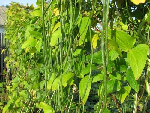 cómo cultivar caupí vegetal