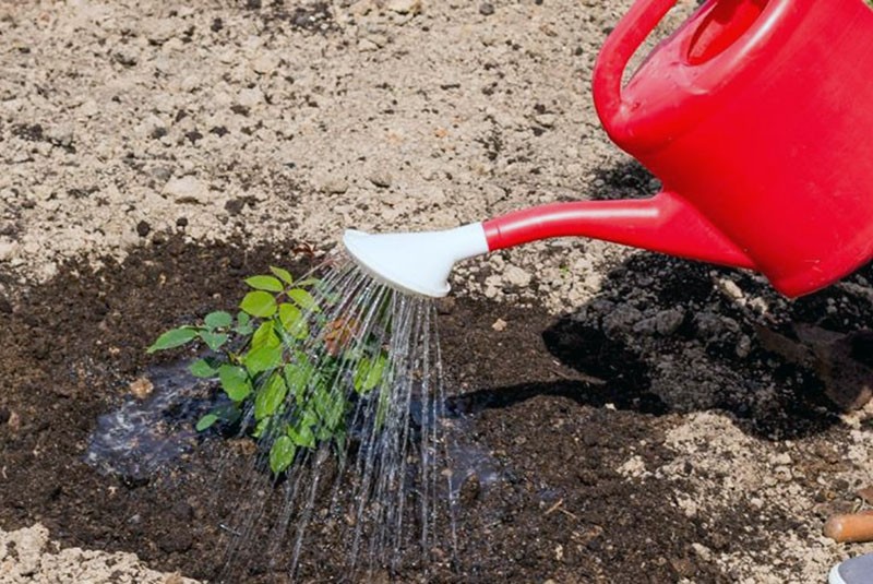 arroser la rose après la plantation