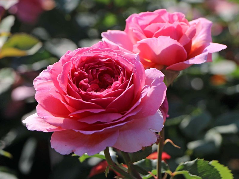 rose anglaise