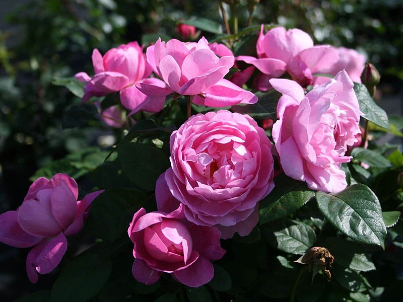 rosa única Mary Rose