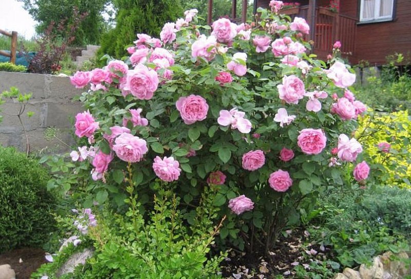 época de floración rosa Mary Rose