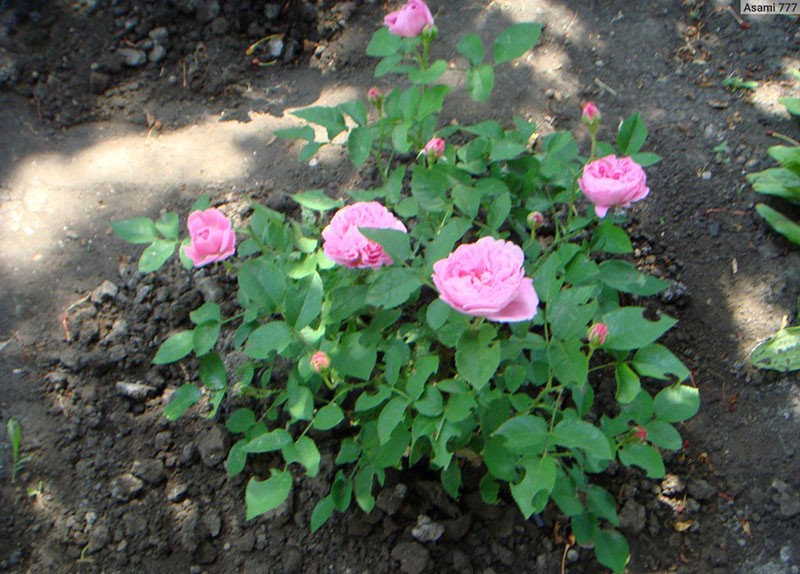 cultivar una rosa Mary Rose en el sitio