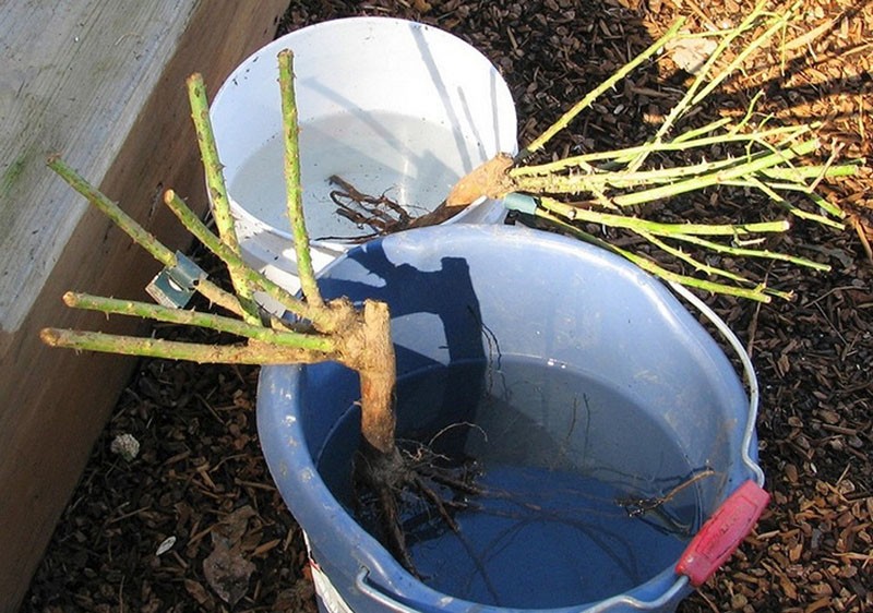 remojar la plántula antes de plantar