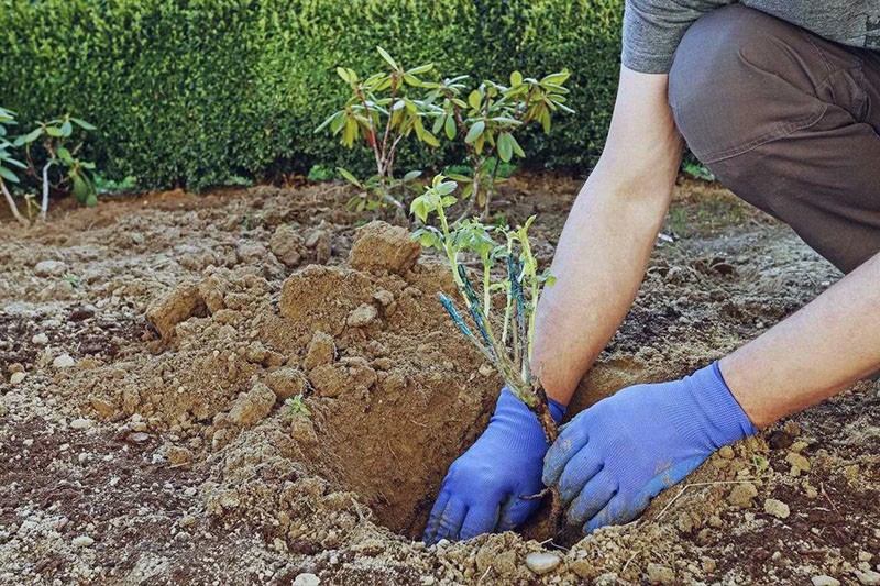 plantar una rosa