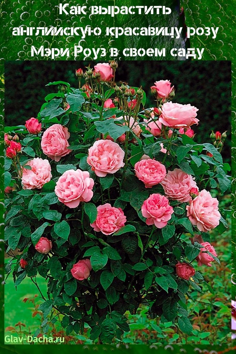 rose marie rose