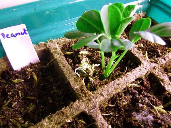 cacahuetes en macetas de turba