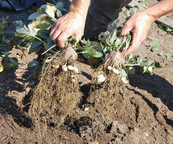 cosechando cacahuetes