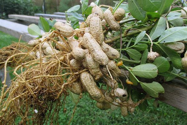 cómo cultivar maní en el campo