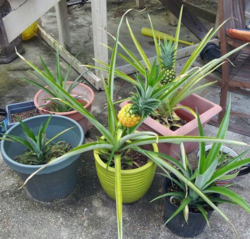 L'ananas a donné des fruits à la maison