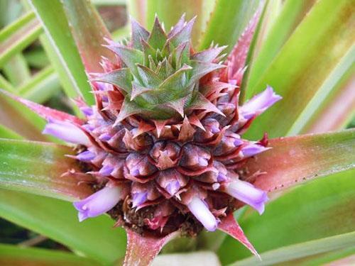 L'inflorescence d'ananas s'est formée