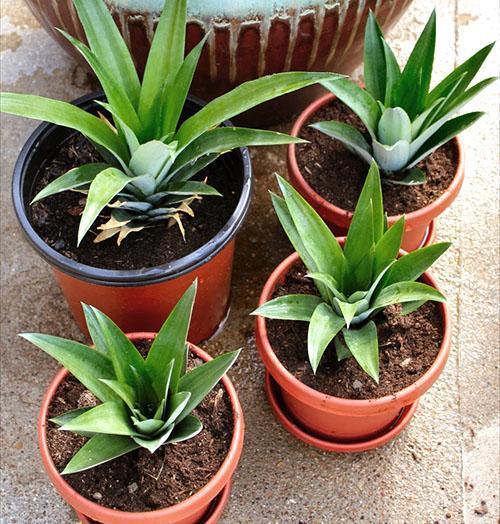 Plantar esquejes enraizados en una maceta.