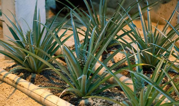 culture d'ananas à partir de pousses basales