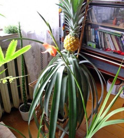 ananas à la maison