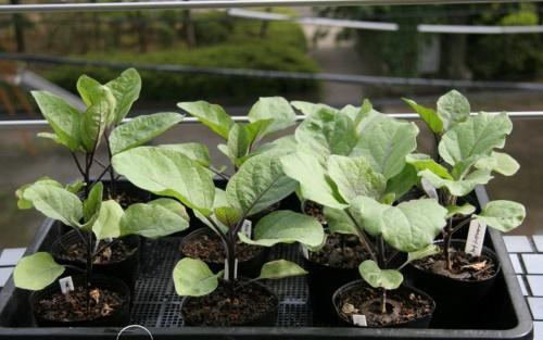 semis d'aubergines