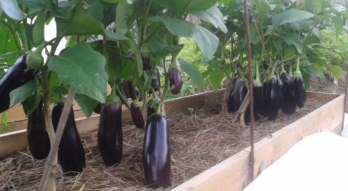 aubergine dans un jardin chaleureux