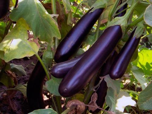 comment faire pousser des aubergines