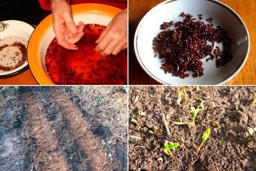 cómo cultivar agracejo a partir de semillas