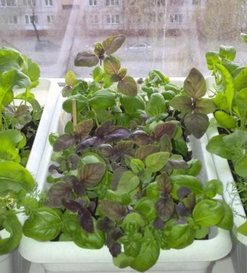 cómo cultivar albahaca en el alféizar de una ventana